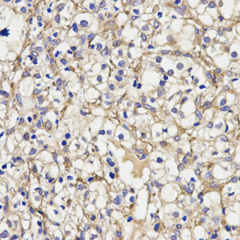 Anti-AOC3 Antibody from Bioworld Technology (BS7346) - Antibodies.com