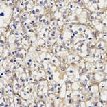 Anti-AOC3 Antibody from Bioworld Technology (BS7346) - Antibodies.com