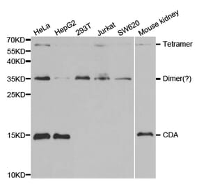 Anti-CDA Antibody from Bioworld Technology (BS7348) - Antibodies.com