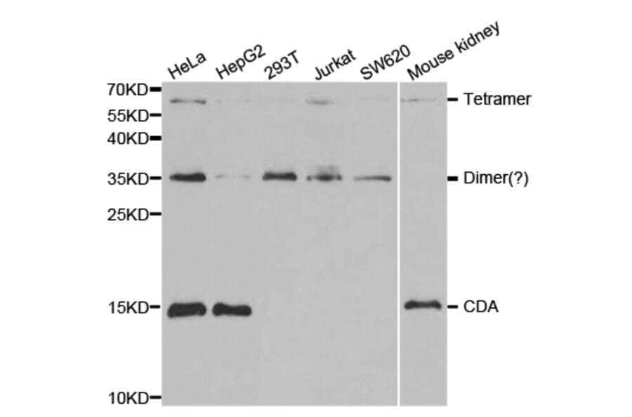 Anti-CDA Antibody from Bioworld Technology (BS7348) - Antibodies.com
