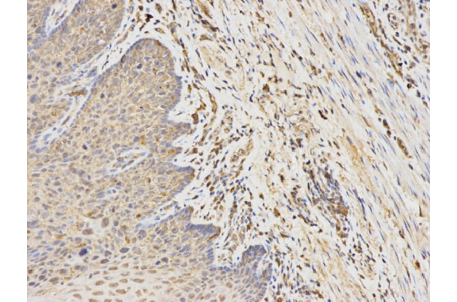 Anti-ANGPTL4 Antibody from Bioworld Technology (BS7349) - Antibodies.com