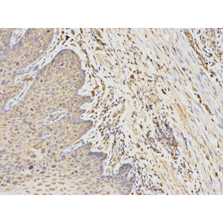 Anti-ANGPTL4 Antibody from Bioworld Technology (BS7349) - Antibodies.com