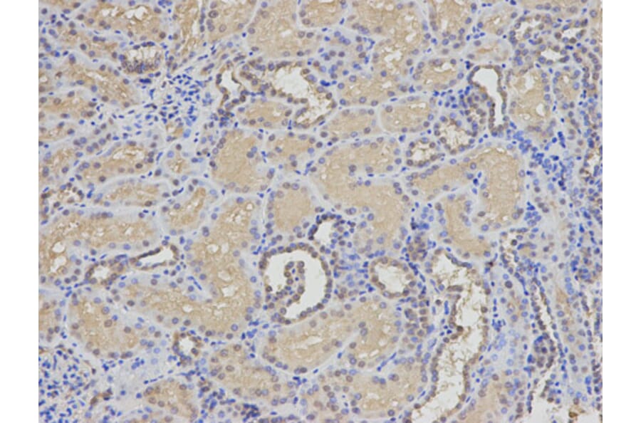 Anti-EIF5A Antibody from Bioworld Technology (BS7351) - Antibodies.com