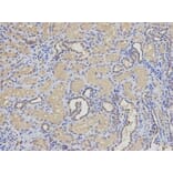 Anti-EIF5A Antibody from Bioworld Technology (BS7351) - Antibodies.com