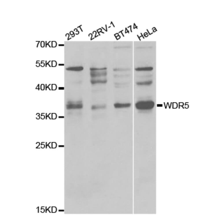 Anti-WDR5 Antibody from Bioworld Technology (BS7354) - Antibodies.com