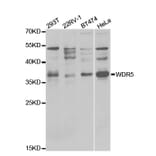 Anti-WDR5 Antibody from Bioworld Technology (BS7354) - Antibodies.com
