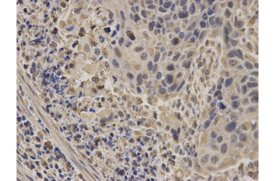 Anti-NUP62 Antibody from Bioworld Technology (BS7360) - Antibodies.com
