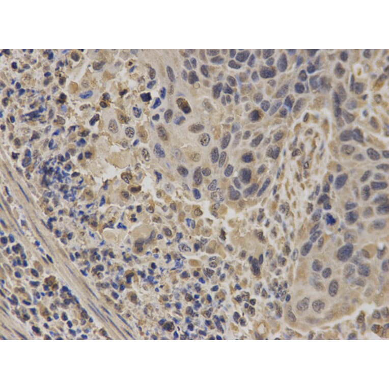 Anti-NUP62 Antibody from Bioworld Technology (BS7360) - Antibodies.com