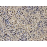 Anti-NUP62 Antibody from Bioworld Technology (BS7360) - Antibodies.com