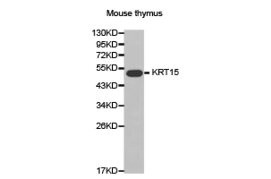 Anti-Cytokeratin 15 Antibody from Bioworld Technology (BS7361) - Antibodies.com