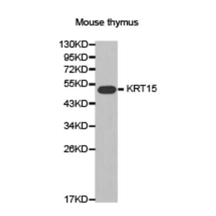 Anti-Cytokeratin 15 Antibody from Bioworld Technology (BS7361) - Antibodies.com