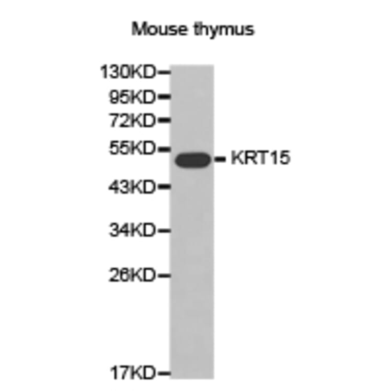 Anti-Cytokeratin 15 Antibody from Bioworld Technology (BS7361) - Antibodies.com