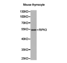 Anti-RIP3 Antibody from Bioworld Technology (BS7363) - Antibodies.com