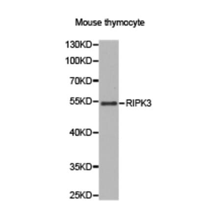 Anti-RIP3 Antibody from Bioworld Technology (BS7363) - Antibodies.com
