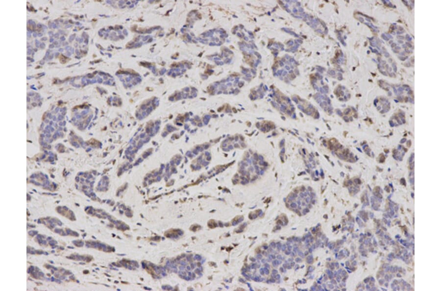 Anti-PSMA2 Antibody from Bioworld Technology (BS7364) - Antibodies.com