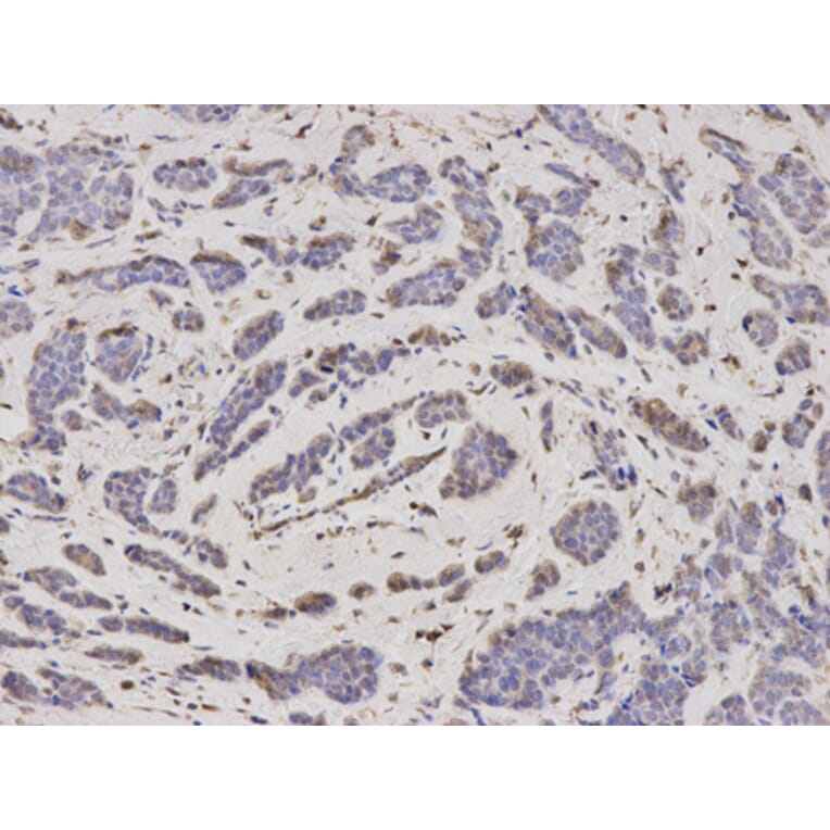 Anti-PSMA2 Antibody from Bioworld Technology (BS7364) - Antibodies.com