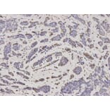 Anti-PSMA2 Antibody from Bioworld Technology (BS7364) - Antibodies.com