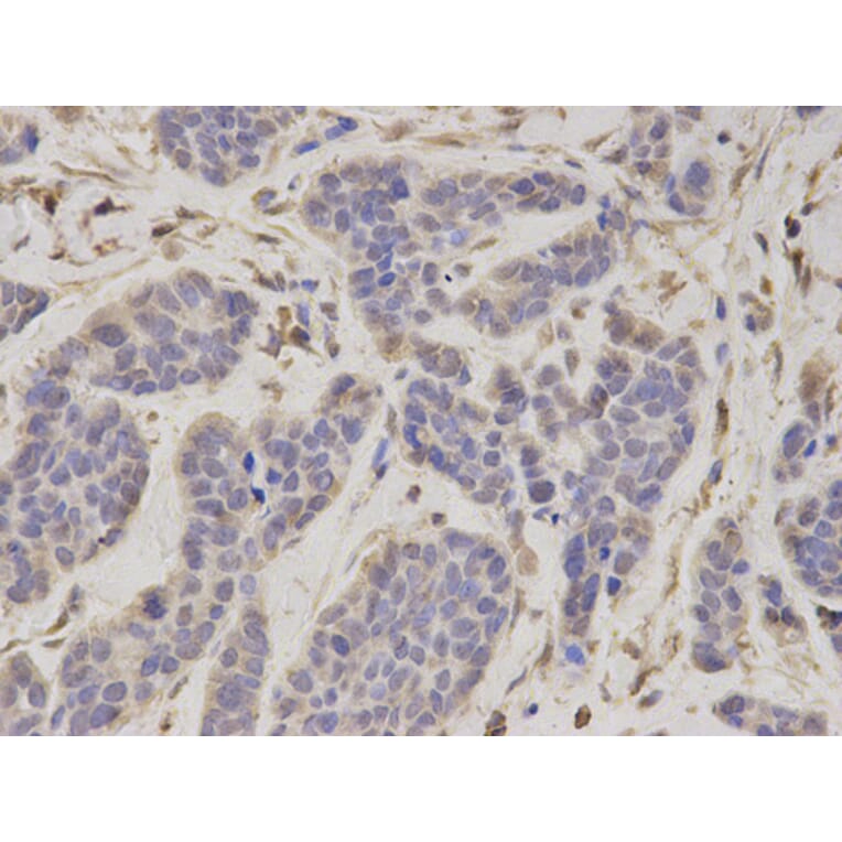 Anti-PSMC4 Antibody from Bioworld Technology (BS7365) - Antibodies.com