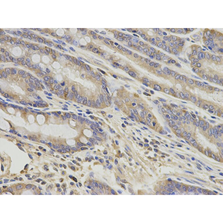 Anti-GNAO1 Antibody from Bioworld Technology (BS7367) - Antibodies.com