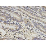 Anti-GNAO1 Antibody from Bioworld Technology (BS7367) - Antibodies.com