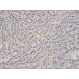 Anti-PSMA4 Antibody from Bioworld Technology (BS7368) - Antibodies.com