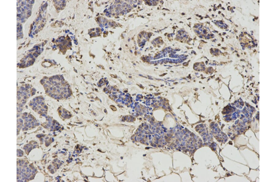 Anti-HNMT Antibody from Bioworld Technology (BS7371) - Antibodies.com