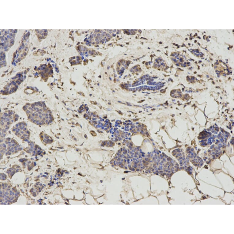 Anti-HNMT Antibody from Bioworld Technology (BS7371) - Antibodies.com