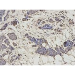 Anti-HNMT Antibody from Bioworld Technology (BS7371) - Antibodies.com