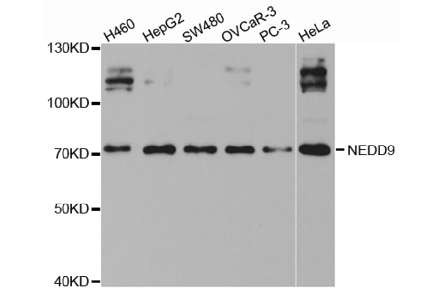 Anti-NEDD9 Antibody from Bioworld Technology (BS7372) - Antibodies.com