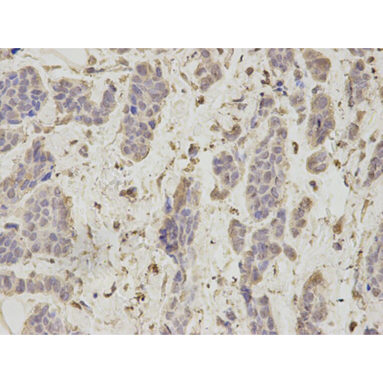 Anti-PSMA1 Antibody from Bioworld Technology (BS7373) - Antibodies.com