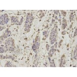 Anti-PSMA1 Antibody from Bioworld Technology (BS7373) - Antibodies.com