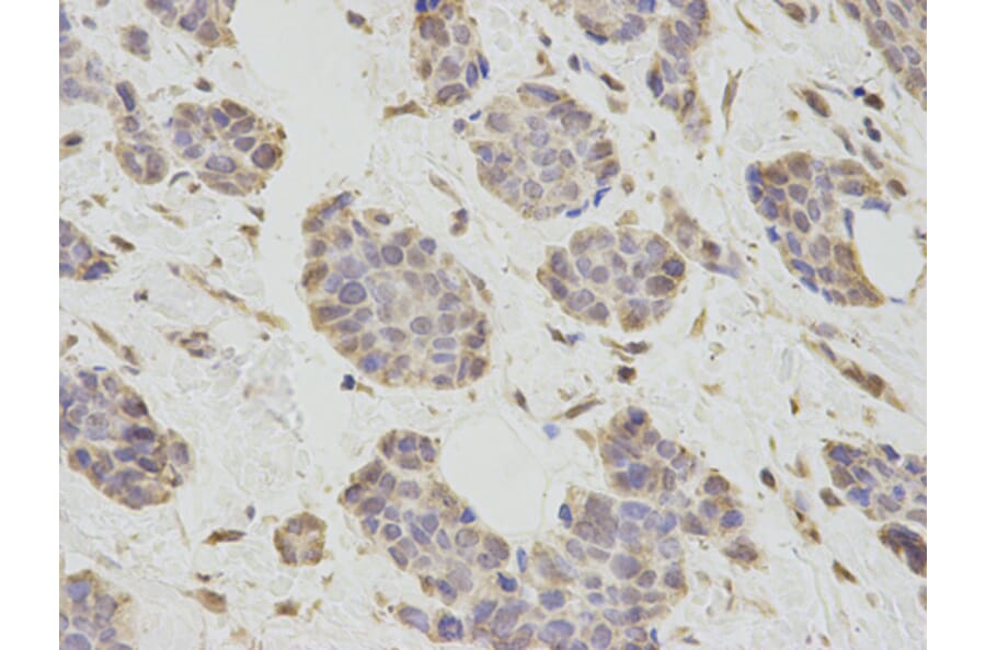 Anti-PCBP2 Antibody from Bioworld Technology (BS7376) - Antibodies.com