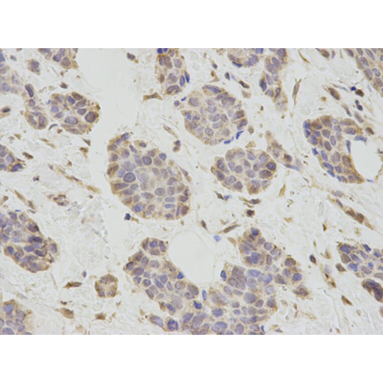 Anti-PCBP2 Antibody from Bioworld Technology (BS7376) - Antibodies.com