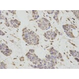 Anti-PCBP2 Antibody from Bioworld Technology (BS7376) - Antibodies.com