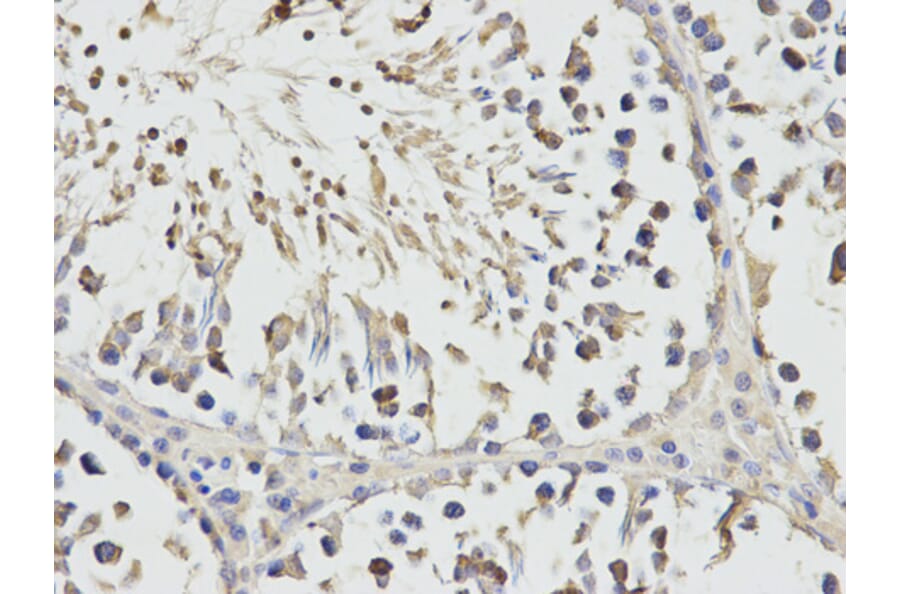 Anti-RPS3 Antibody from Bioworld Technology (BS7378) - Antibodies.com