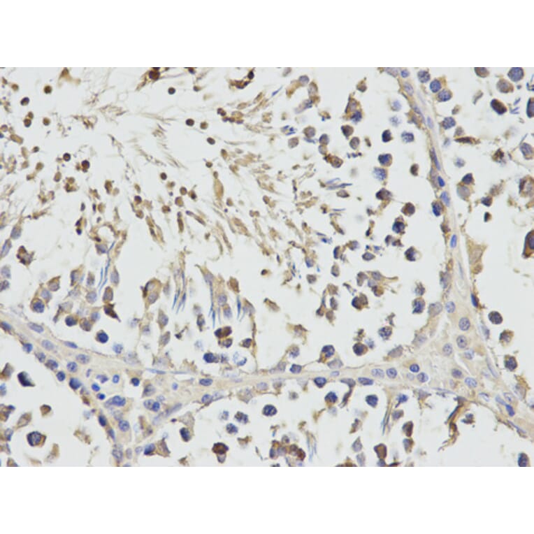 Anti-RPS3 Antibody from Bioworld Technology (BS7378) - Antibodies.com