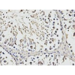 Anti-RPS3 Antibody from Bioworld Technology (BS7378) - Antibodies.com
