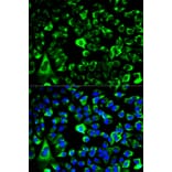 Anti-RPS3 Antibody from Bioworld Technology (BS7378) - Antibodies.com
