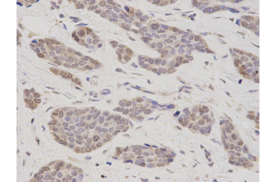 Anti-TMPO Antibody from Bioworld Technology (BS7379) - Antibodies.com