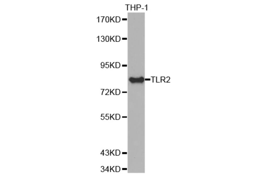 Anti-TLR2 Antibody from Bioworld Technology (BS7380) - Antibodies.com