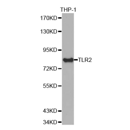 Anti-TLR2 Antibody from Bioworld Technology (BS7380) - Antibodies.com
