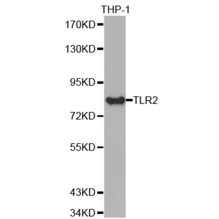 Anti-TLR2 Antibody from Bioworld Technology (BS7380) - Antibodies.com