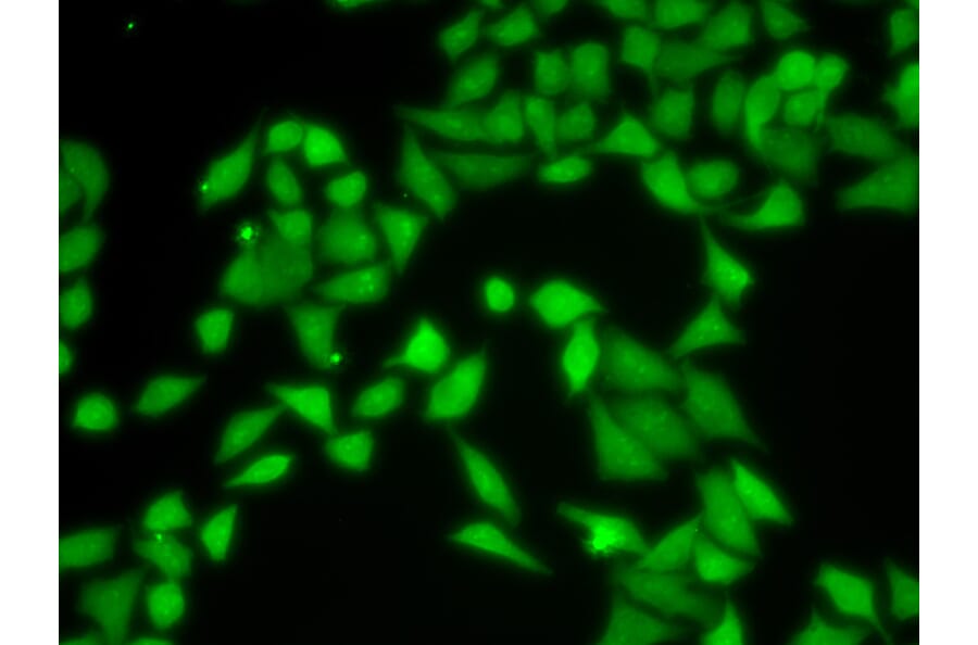 Anti-GNB2L1 Antibody from Bioworld Technology (BS7383) - Antibodies.com