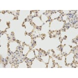 Anti-PRKG1 Antibody from Bioworld Technology (BS7386) - Antibodies.com