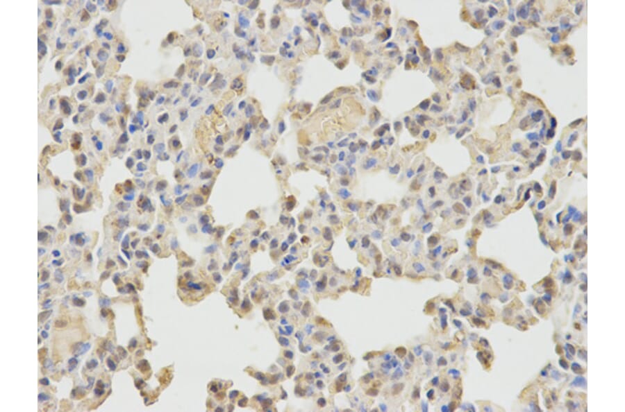 Anti-WASL Antibody from Bioworld Technology (BS7388) - Antibodies.com