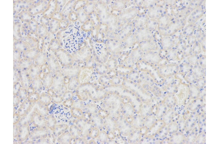 Anti-PRNP Antibody from Bioworld Technology (BS7389) - Antibodies.com