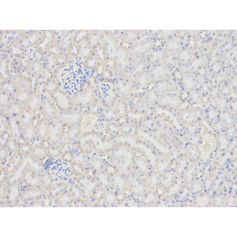 Anti-PRNP Antibody from Bioworld Technology (BS7389) - Antibodies.com