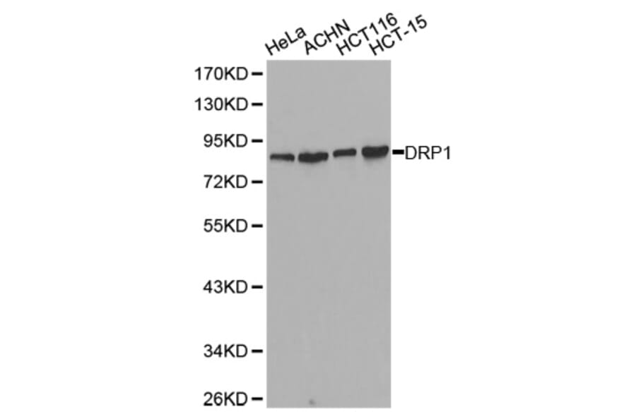 Anti-DNM1L Antibody from Bioworld Technology (BS7390) - Antibodies.com