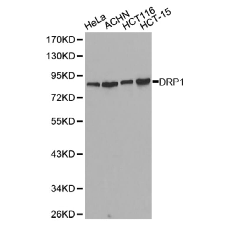 Anti-DNM1L Antibody from Bioworld Technology (BS7390) - Antibodies.com