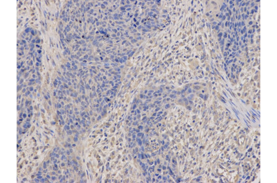 Anti-DNM1L Antibody from Bioworld Technology (BS7390) - Antibodies.com